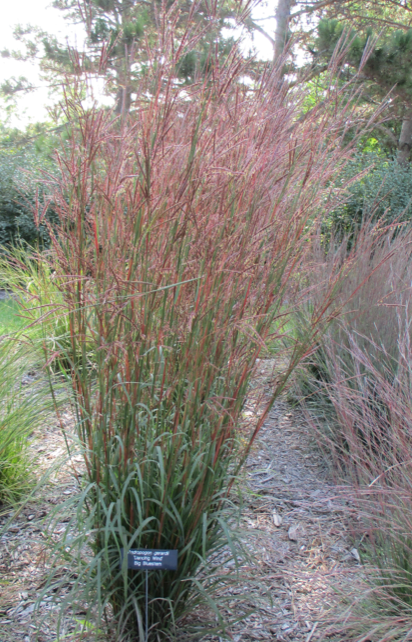 Culms are multi-stemmed or branched, varying in height and spreading upward and outward, like the big bluestem.