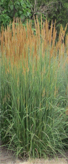 Culms are rarely, if ever, branched and usually perpendicular to the ground; mature height of each culm many times greater than width, like the Indiangrass.