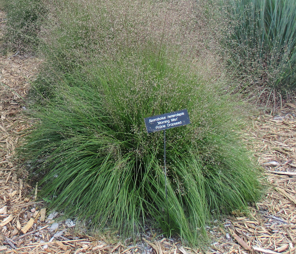 Culms are usually short and hidden by long leaves that curve outward and downward, forming a dense plant that is more or less round in outline like the prairie dropseed plant below