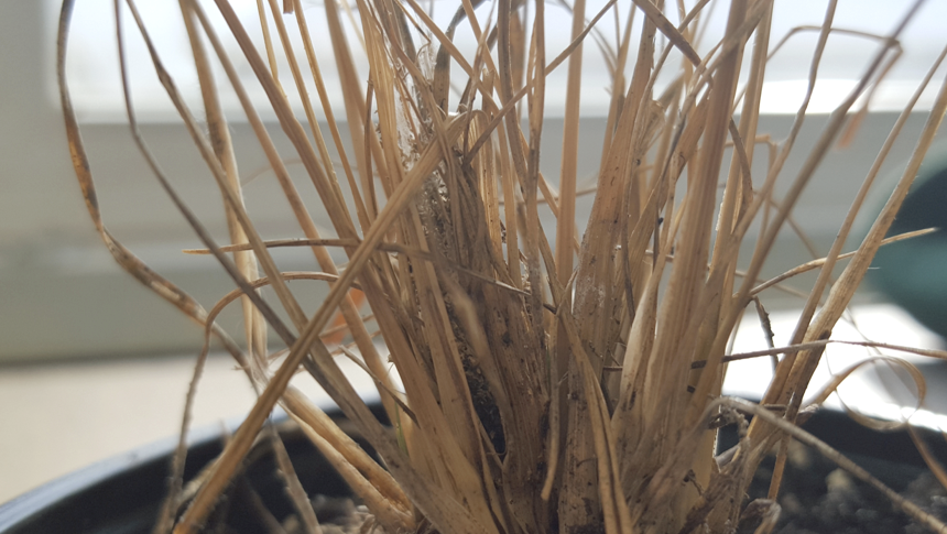 Refugio de larvas de patrón Dakota en la planta de semillas de la pradera. Foto de Diane Narem.