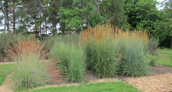 Potential Indiangrass nativars planted for trials at the MN Landscape Arboretum.