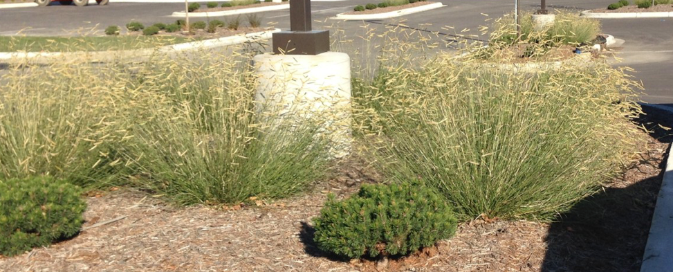 The nativar ‘Blonde Ambition’, in a boulevard planting. Blue grama does well in droughty conditions so is a good choice for boulevard plantings.