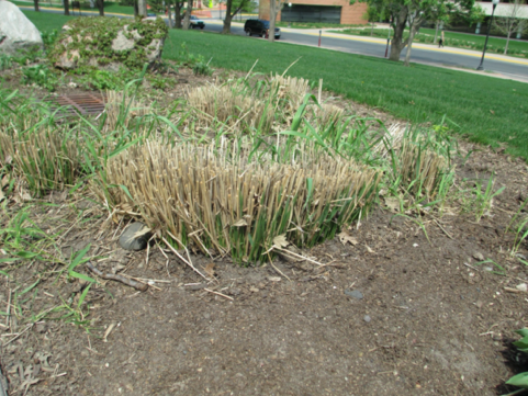 Switchgrass that was cut back in early spring.