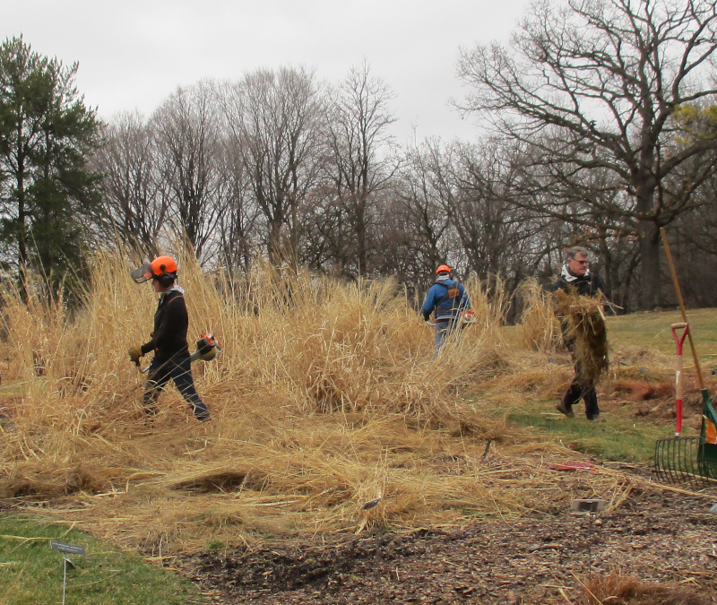 Employees and volunteers cutting back grasses at the Minnesota Landscape Arboretum