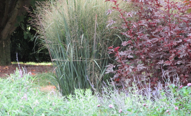 Grasses that lodge can be supported by staking and circling a string around the grass.