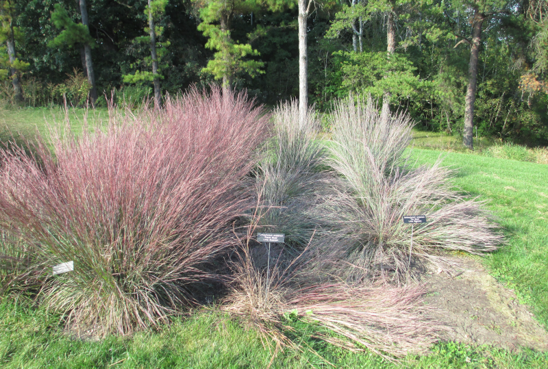 Little bluestem nativars exhibiting lodging. From left to right Blute HeaveTM, ‘Prairie Blues’, and ‘The Blues’.