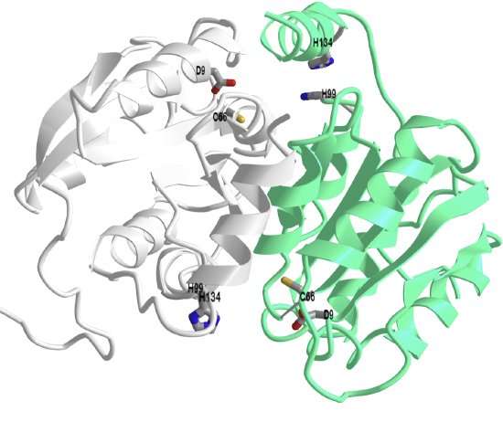 Ribose-5-phosphate isomerase (RpiB_AlsB) from Escherichia coli (1NN4).png