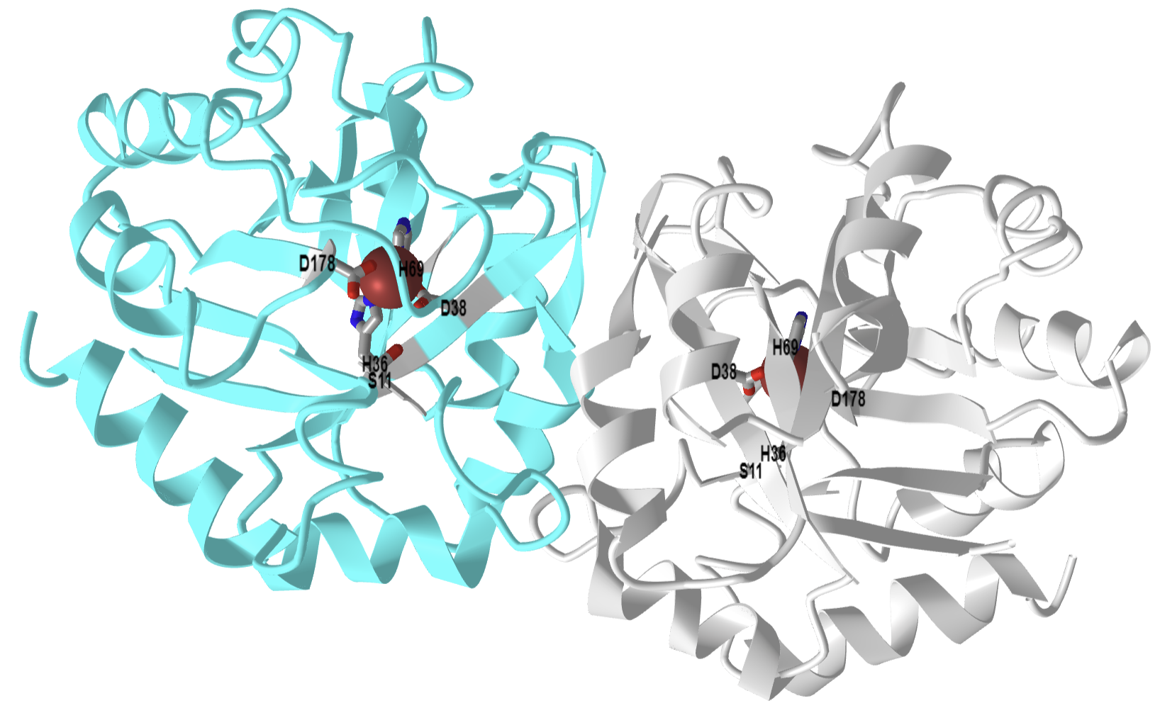 cytosolic D-ribulose-5-phosphate 3-epimerase from rice.png