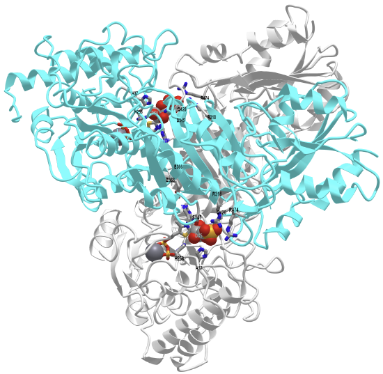 Human transketolase in covalent complex with donor ketose D-xylulose-5-phosphate (4kxv).png