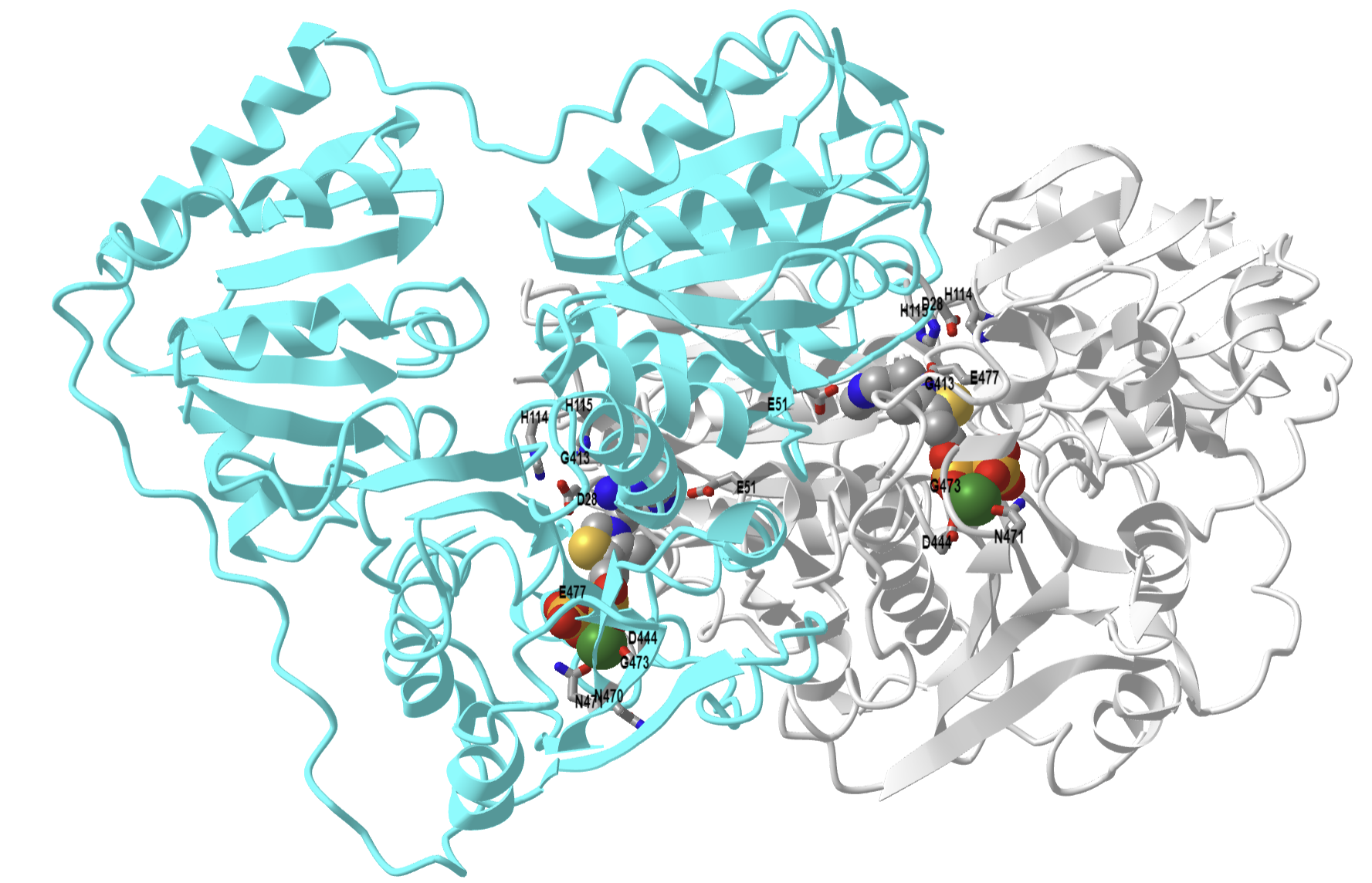 thiamin diphosphate-dependent enzyme pyruvate decarboxylase from the yeast Saccharomyces cerevisiae (1PVD).png