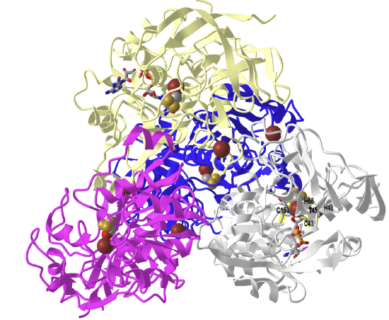Yeast alcohol dehydrogenase structure with bound substrate analogs (4W6Z).png