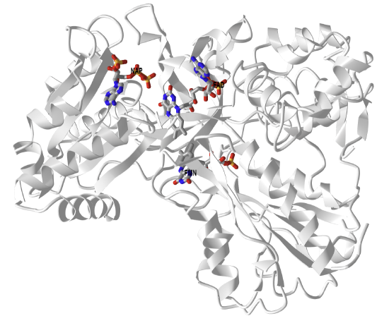 Rat NADPH-cytochrome P450 reductase (1AMO).png