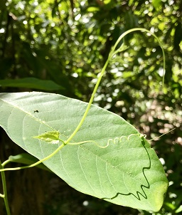 mindtouch.page#thumbnail