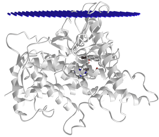 Human Cytochrome P450 1A1 in complex with alpha-naphthoflavone (4I8V).png