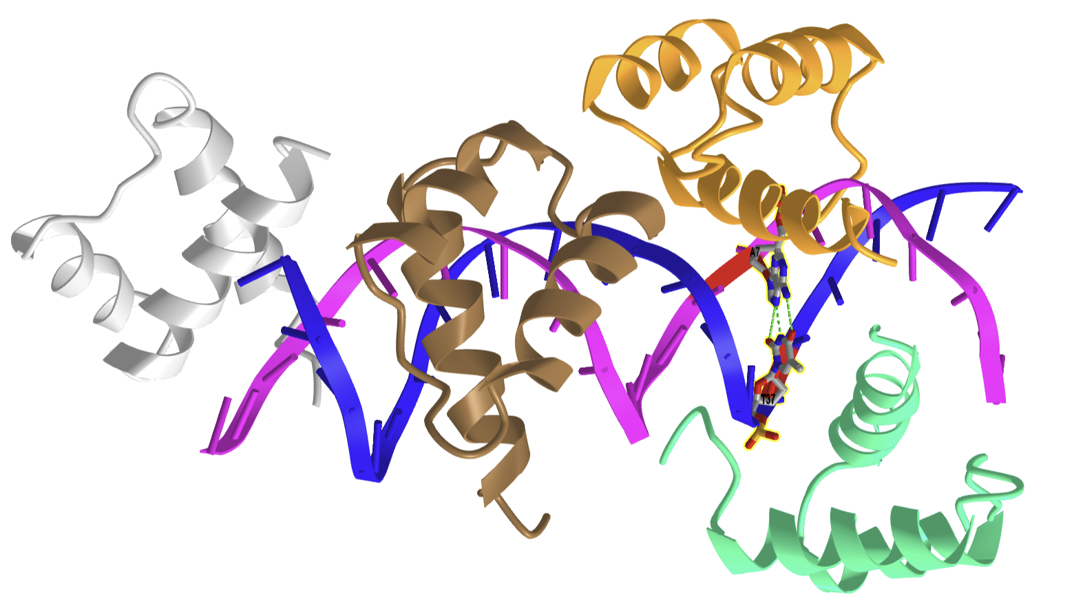 A Hoogsteen base pair embedded in undistorted B-DNA - (1K61).png
