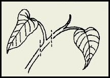 Ескіз двох листочків, прикріплених до стебла.