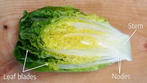 Romaine lettuce labeled with step, leaf blades, and nodes.