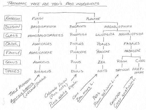 Taxonomic tree for Tom's food ingredients