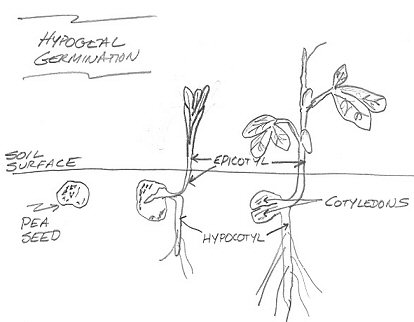 Simple drawing of hypogeal germination