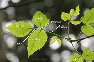 Poison ivy (Toxicodendron radicans) has trifoliate leaves