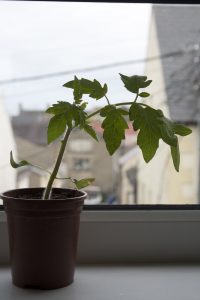 Small tomato plant in a pot