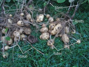 Potato plants produce underground stolons which swell to form the tubers we eat