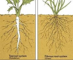 Taproot and fibrous root system drawing.