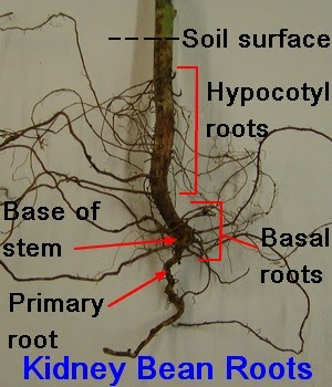 3.3: Roots - Biology LibreTexts