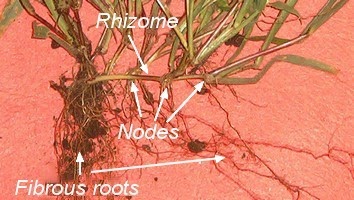 Rhizome of Echinopogon ovatus. The roots emerging from nodes indicates the rhizome is stem tissue.