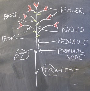 Dibujo de inflorescencia con etiquetas