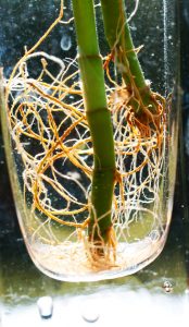 Plant with roots in a vase