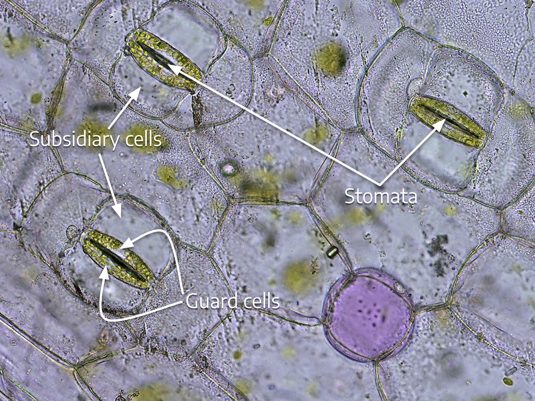 collenchyma cells in plants