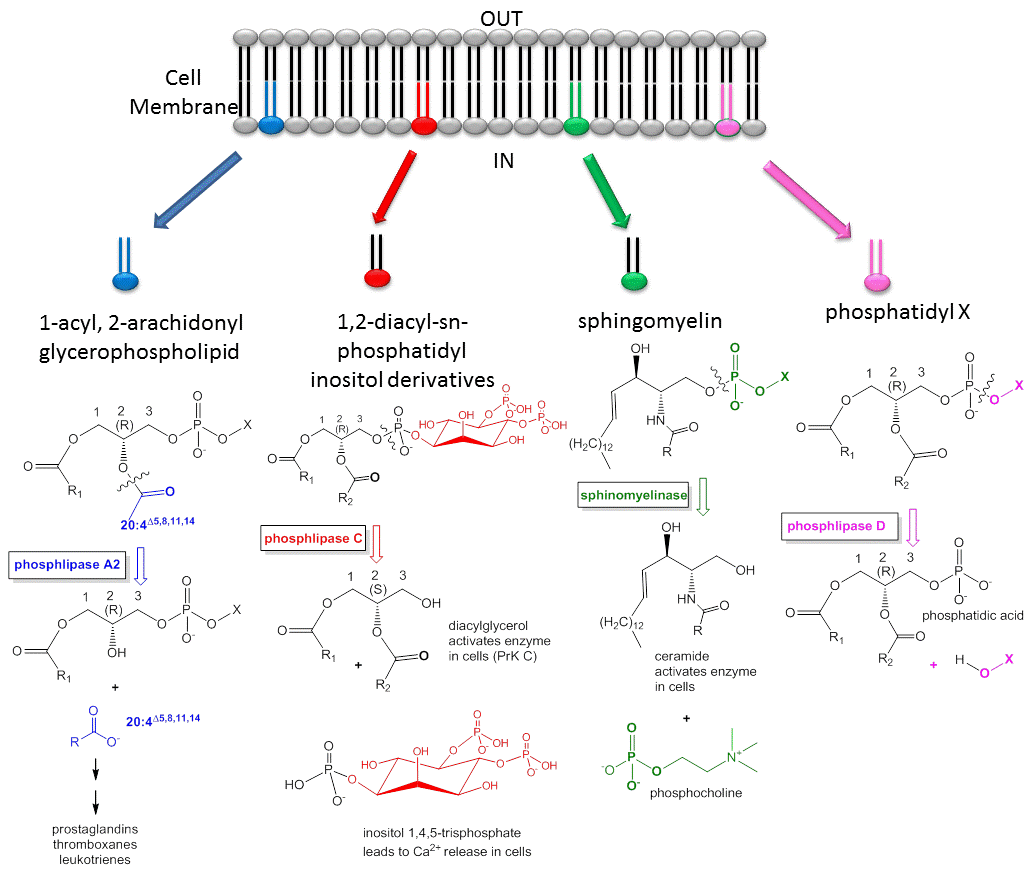 F. Lipids and Signaling - Biology LibreTexts