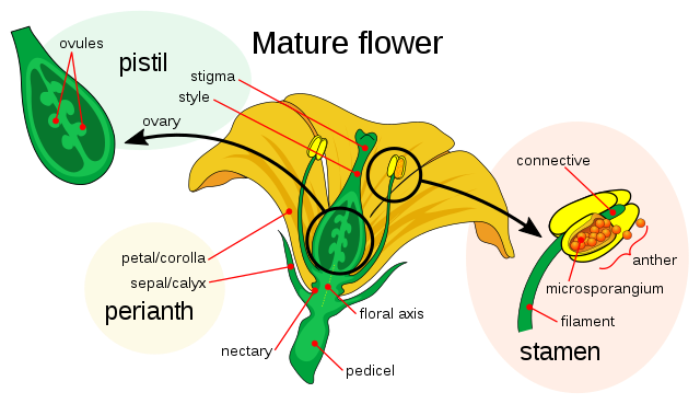 Main parts of a mature flower