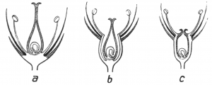 Drawing of a hypogynous (a), a perigynous (b) and an epigynous flower (c).