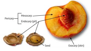 Peach with fruit parts