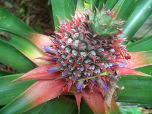 Pineapple flowering