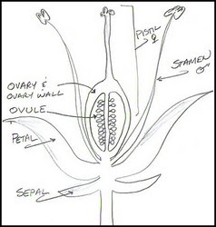 Sección transversal de una flor