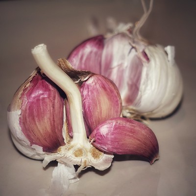 Garlic is an example of a tunicate bulb