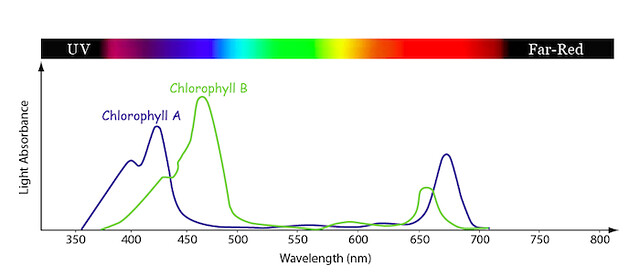 A graph plots the trends of Chlorophyll A and B with wavelength (nm) by light absorbance along a spectrum from UV to far-red. Chlorophyll A peaks at 420 nm and 680 nm. Chlorophyll B peaks at 450 nm and 650 nm.