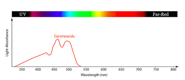 A graph plots carotenoids wavelength (nm) by light absorbance with a spectrum from UV to far-red, with peaks at 450 nm and 500 nm.