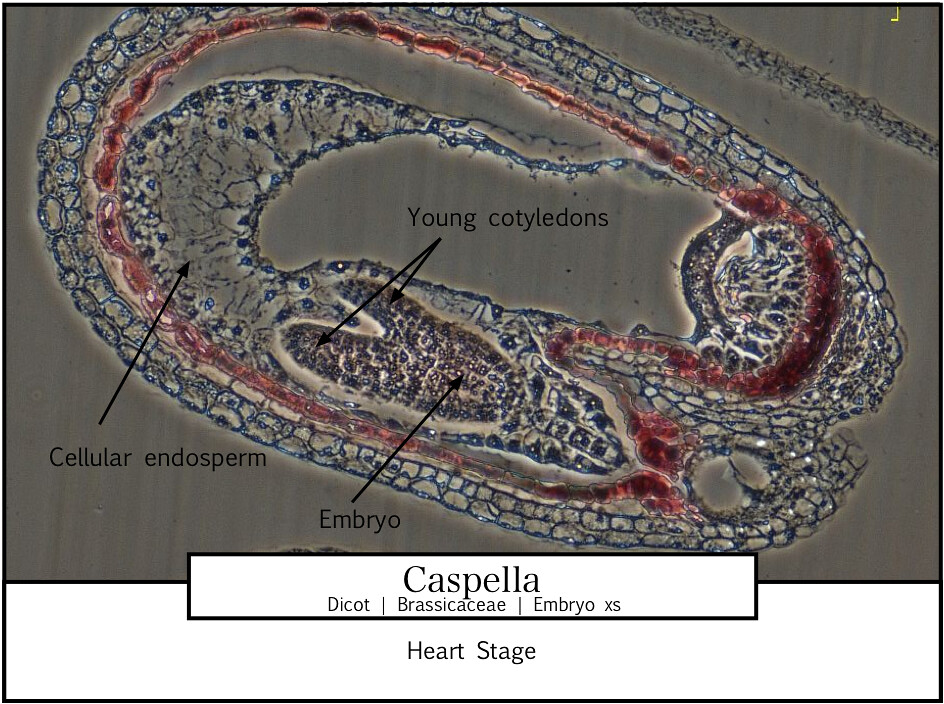 Heart stage embryo
