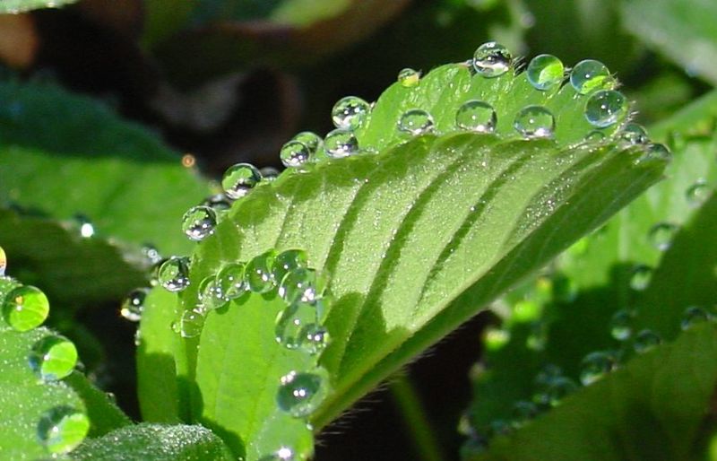 Guttation - water droplets on leaf margin