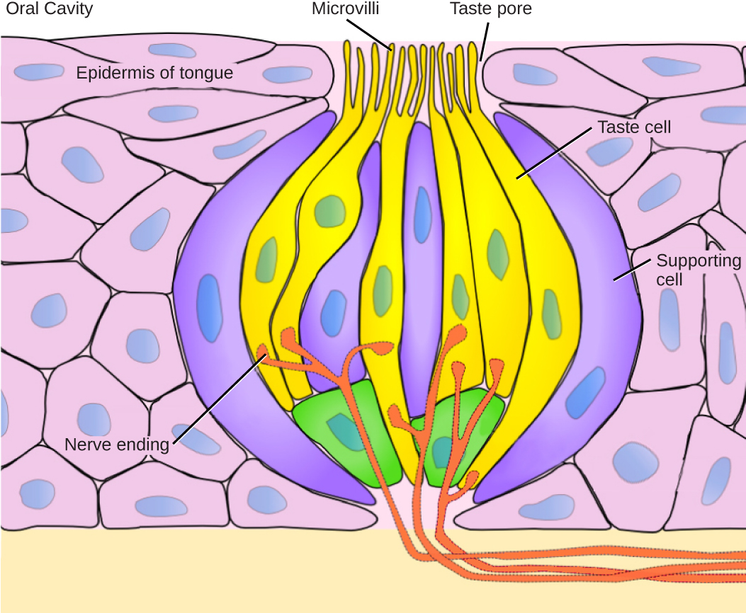 A taste bud is shaped like a garlic bulb, and is embedded in the epidermis of the tongue. Together, the two types of cells that make up the taste bud, taste cells and supporting cells, resemble cloves. Hair-like microvilli extend from the tips of the taste cells, into a taste pore on the surface of the tongue. Nerve endings extend into the bottom of the taste bud from the dermis.