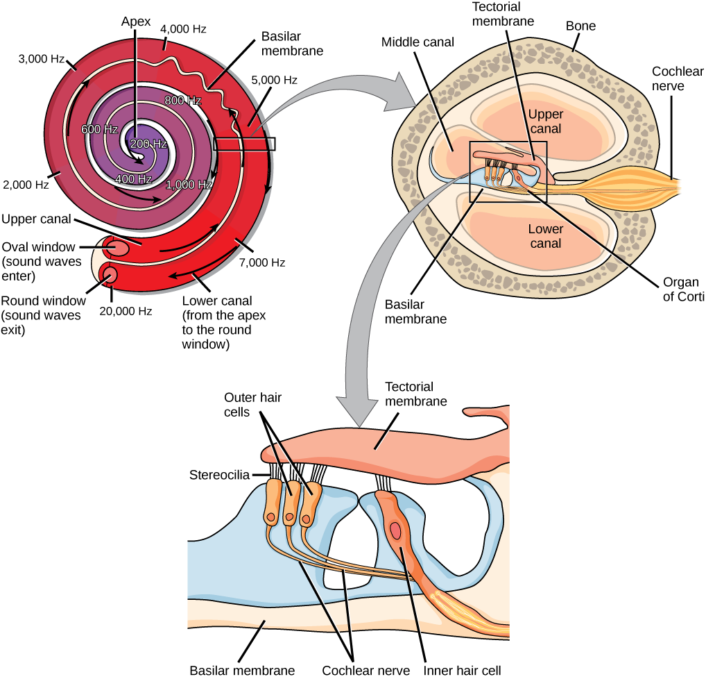  A series of three illustrations are shown. The top illustration shows a cochlea, which is shaped like a snail shell with two parallel chambers, the upper chamber and the lower chamber, coiling from the outside in. These chambers are separated by a flexible membrane basilar membrane. The oval window covers the inner of these parallel chambers. Sound waves enter here, and travel to the middle, or apex, of the coil. The membrane separating the two chambers gets thinner from the outside in, such that is vibrates at different sound frequencies, about 20,000 hertz on the outside and about 200 hertz on the inside. Sound then travels back out through the lower chamber, and exits through the round window. The middle illustration shows a closer view of a cross-sectional image of the cochlea. A roughly circular shape has a roughly circular bone exterior, with the middle portion of the circle divided into four major areas. Two of these are spaces labeled “upper canal” and “lower canal.” In the middle is the organ of Corti, and extending from the middle out through the outer bone area is the cochlear nerve, which extends from the middle as a thin tube and then bulges into a larger oval shape as it extends through the bone. The bottom illustration is an enlarged image of the organ of Corti. In the view shown, the top section is a flattish pink area called the tectorial membrane. Extending beneath that membrane are three areas with hair-like connectors (stereocilia) that run from the membrane to the outer hair cells. The outer hair cells are shaped like rectangles with rounded corners. From the end of each protrudes a narrow tube: the cochlear nerve. These narrow tubes join to an inner hair cell, which looks similar to the outer hair cells but with its rectangular shape remaining a consistent width instead of narrowing into a nerve. At the bottom of the image, opposite the top tectorial membrane, is a basilar membrane.