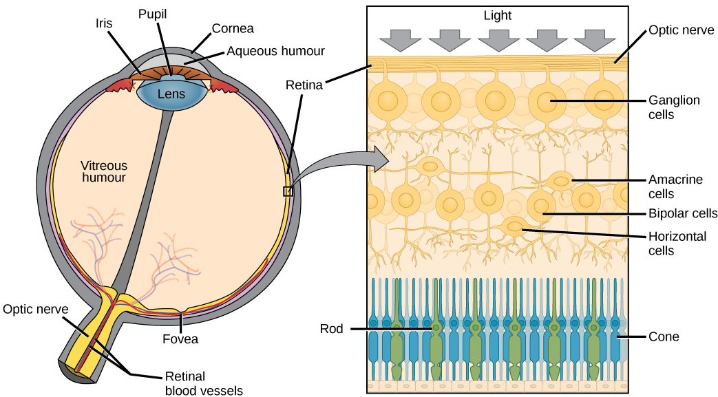 The left illustration shows a human eye, which is round and filled with vitreous humour. The optic nerve and retinal blood vessels exit the back of the eye. At the front of the eye is the lens with a pupil in the middle. The lens is covered by the iris, which in turn is covered by the cornea. The aqueous humour is a gel-like substance between the cornea and iris. The retina is the lining of the inner eye. A second illustration is a blowup which shows that the optic nerve is at the surface of the retina. Beneath the optic nerve is a layer of ganglion cells, and beneath this is a layer of bipolar cells. Both ganglia and bipolar cells are nerve cells with root-like appendages. Beneath the bipolar cell layer are the rods and cones. Rods and cones are similar in structure and column-like.
