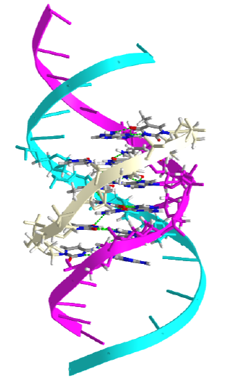 solution conformation of a parallel DNA triple helix (1BWG).png