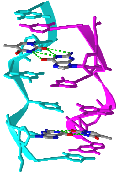 GT Wobble Base-Pairing in Z-DNA form of d(CGCGTG) (1VTT).png