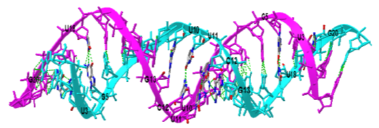 dsRNA with G-U wobble base pairs (6L0Y).png