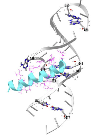 REV Response element RNA complexed with REV peptide (1ETF).png